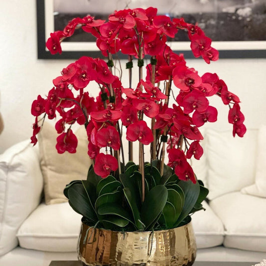 Rote Phalaenopsis-Orchideen in einem mittelgroßen Goldtopf