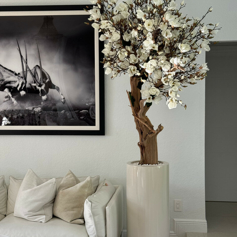 Weißer Magnolienbaum im glänzenden St. Tropez Beige Topf