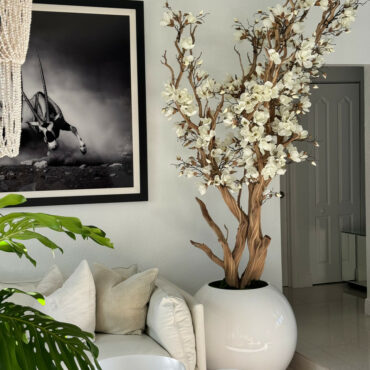 Weißer Magnolienbaum im glänzend weißen Kugeltopf, 76 cm